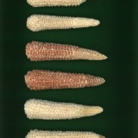 CIMMYTMA 5260 GUAT 374 PV22A-1903-233 C3870 _compress.jpg