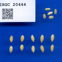 IRGC 20444 Seed Photo