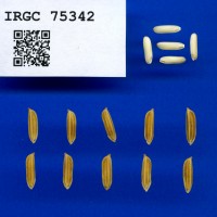 IRGC 75342 Seed Photo