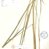 IRGC 100940 Herbarium