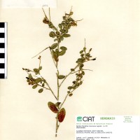 19792 herbarium