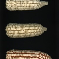 CIMMYTMA 26825 GUAN 417 BA22U-2903-74 E.jpg