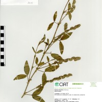 9215 herbarium