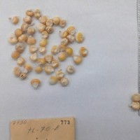 CIMMYTMA 773 - Reference Inventory.jpg