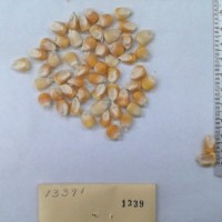 CIMMYTMA 1339 - Reference Inventory.jpg