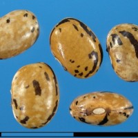 G50797Y seed.jpg