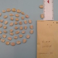 CIMMYTMA 5852 - Reference Inventory.jpg