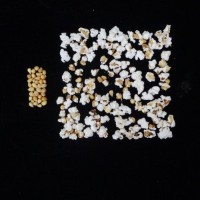 Popped and not popped comparison.jpg