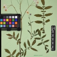 CIP 762633_OCHS 12602_05.jpg