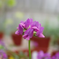 Trifolium decorum 2053-a.JPG