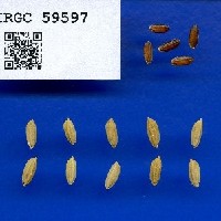 IRGC 59597 Seed Photo