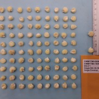 CIMMYTMA 16294 - Reference Inventory.jpg