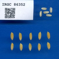 IRGC 86352 Seed Photo