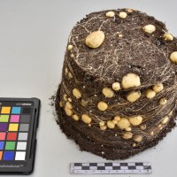 CIP765891_RPSP 213_Tb.JPG