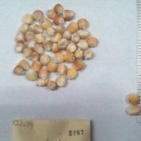 CIMMYTMA 2267 - Reference Inventory.jpg