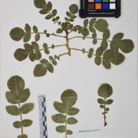 CIP 761446_OCH 12083_03.jpg