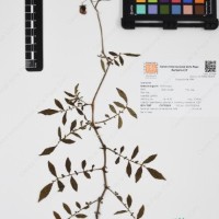 CIP 762915_SSTH 7397_01.jpg