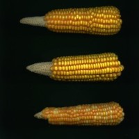 CIMMYTMA 4921 BRAZ 2008 AF20A-0903-62 E.jpg