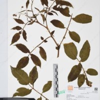 CIP 761397_OCH 12018_02.jpg