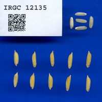 IRGC 12135 Seed Photo