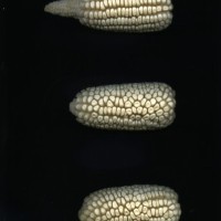 CIMMYTMA 747 CHIS 76 AF18A-0903-154 E1.jpg