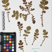 CIP 761456_OCH 12094_02.jpg