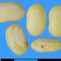 G24952A seed.jpg