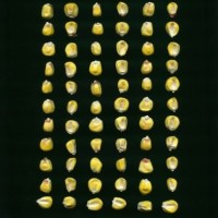 CIMMYTMA 16706 ECUA 7298 TC19U-2903-40 K0 _Ready.jpg