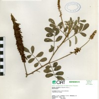 9867 herbarium