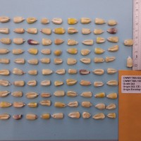 CIMMYTMA 16391 - Reference Inventory.jpg