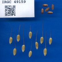 IRGC 49159 Seed Photo