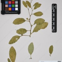 CIP 762519_OCH 11933_03.jpg