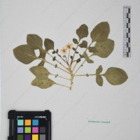 CIP 761433_OCH 12067_05.jpg