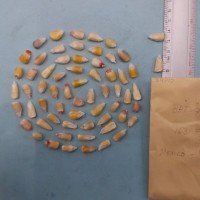 CIMMYTMA 8471 - Reference inventory.jpg