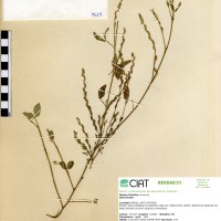 9619 herbarium