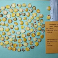 CIMMYTMA 20500.jpg