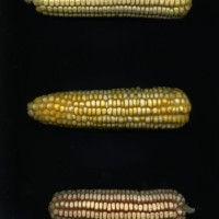 CIMMYTMA 25638 ARZM 13 140 AF18A-0903-86 E.jpg