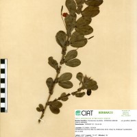 7792 herbarium