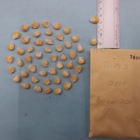 CIMMYTMA 7896 - Reference inventory.jpg