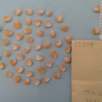 CIMMYTMA 5525 - Reference Inventory.jpg