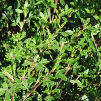 Stylosanthes viscosa 11893f.JPG