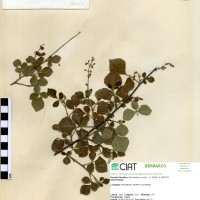 20009 herbarium