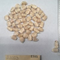 CIMMYTMA 2305 - Reference Inventory.jpg