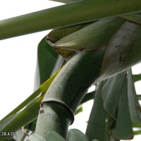 6.4.4 - Peduncle colour