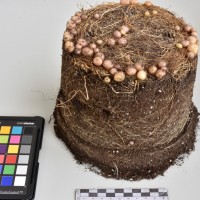 CIP765700_RPSP 012_Tb.JPG