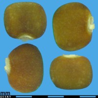 20034 seed