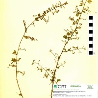 9999 herbarium