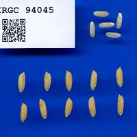 IRGC 94045 Seed Photo