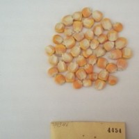 CIMMYTMA 4454 - Reference Inventory.jpg