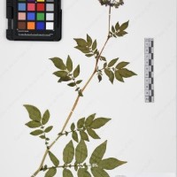 CIP 760030_OCH S86_03.jpg